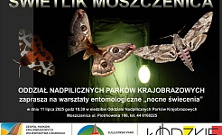 Zapraszenie na warsztaty entomologiczne "Nocne Świecenia"